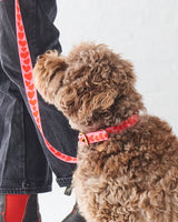 Kip & Co Big Hearted Dog Collar